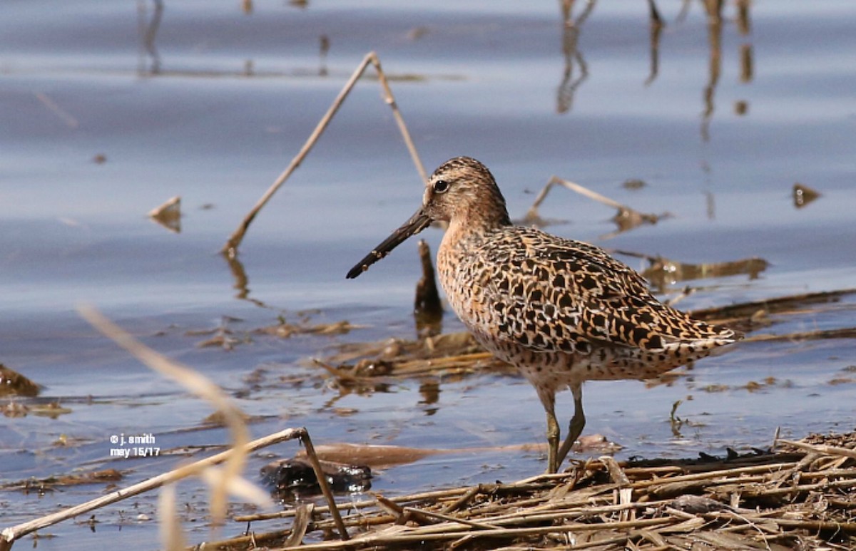 Short-billed Dowitcher - ML58180241