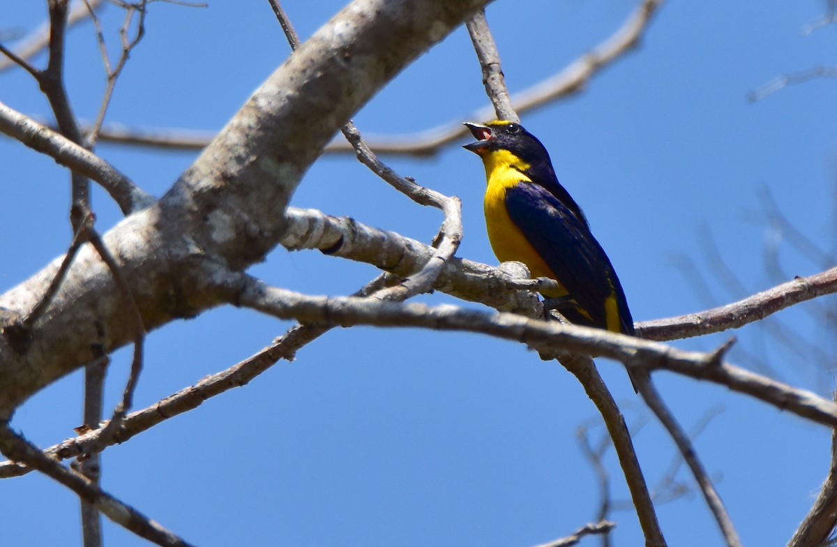 Yellow-throated Euphonia - ML581802431