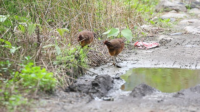 Taiwan Bamboo-Partridge - ML581802701