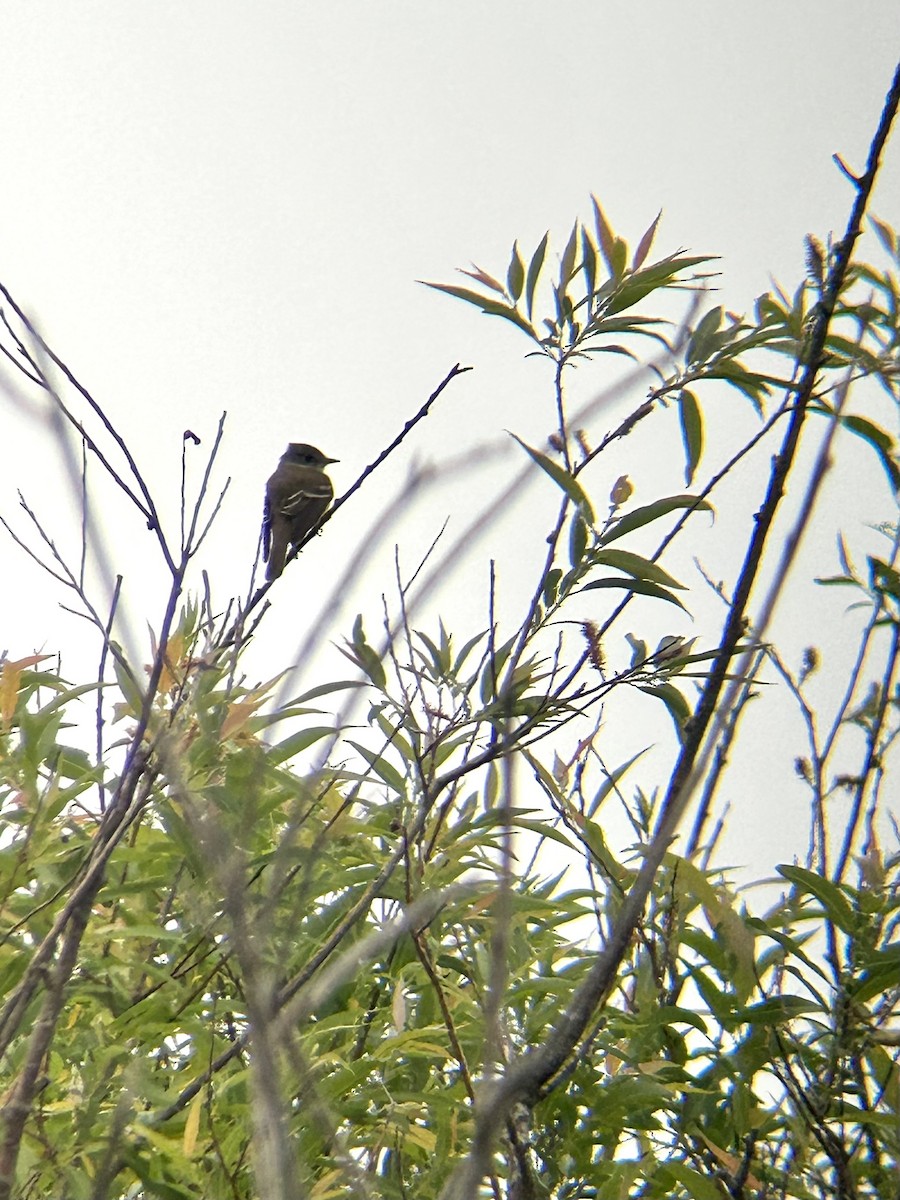 Willow Flycatcher - ML581802711