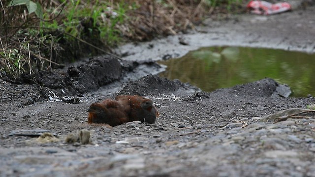 Taiwan Bamboo-Partridge - ML581802731