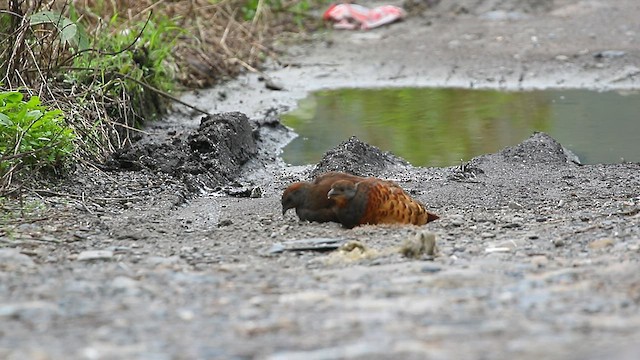 Taiwan Bamboo-Partridge - ML581802771