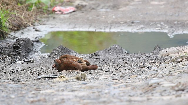 Куріпка острівна - ML581802781