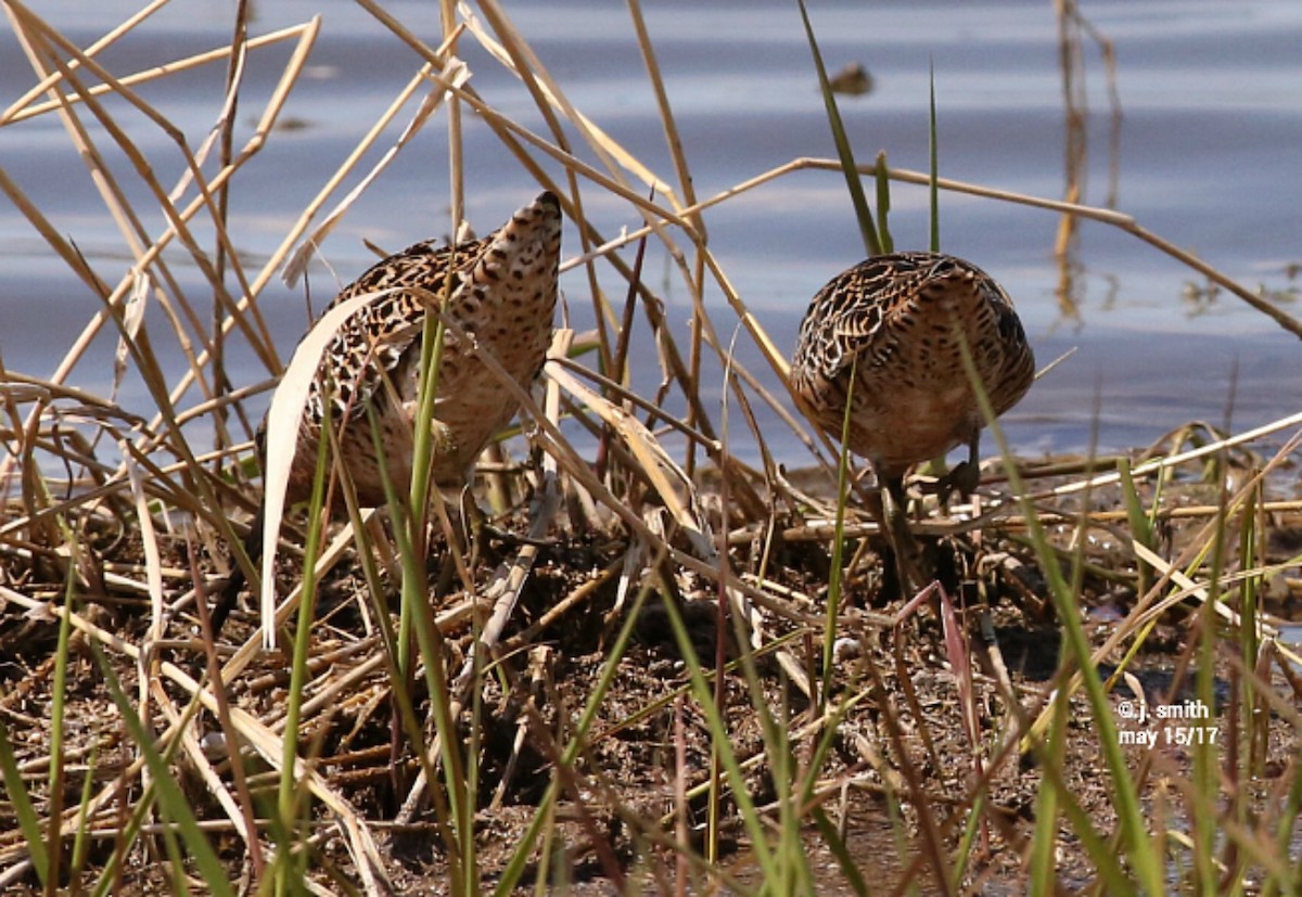 Short-billed Dowitcher - ML58180291