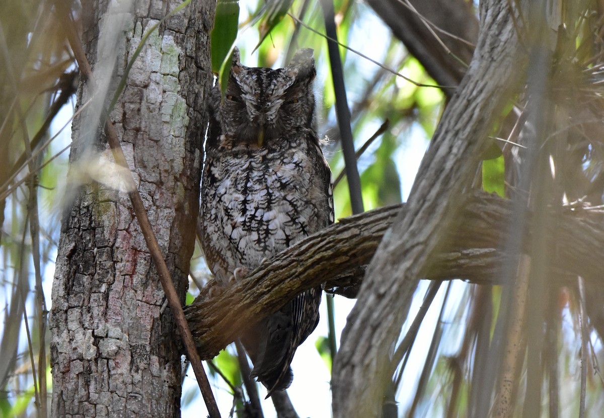 Middle American Screech-Owl - ML581803021