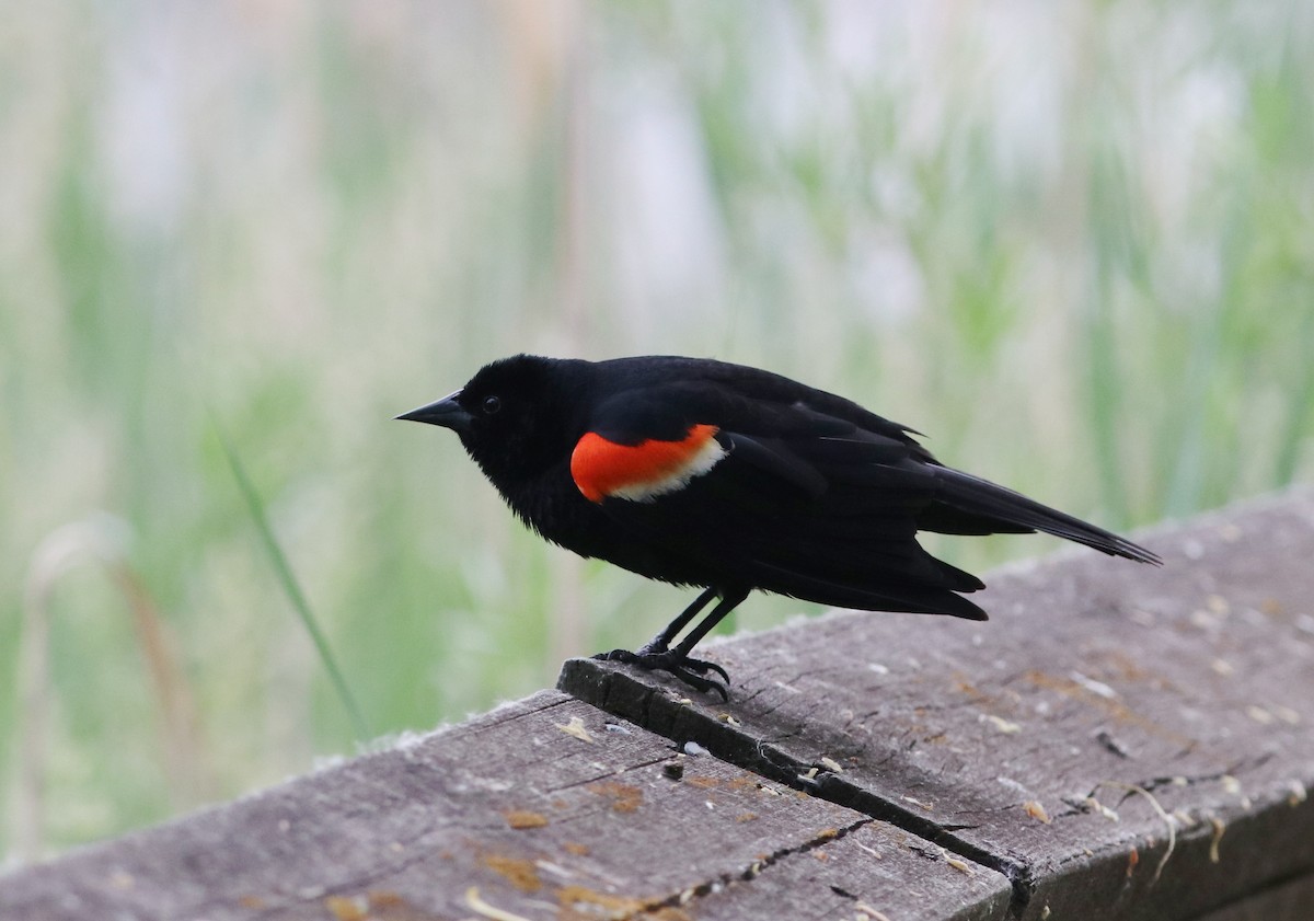 Red-winged Blackbird - ML581803211