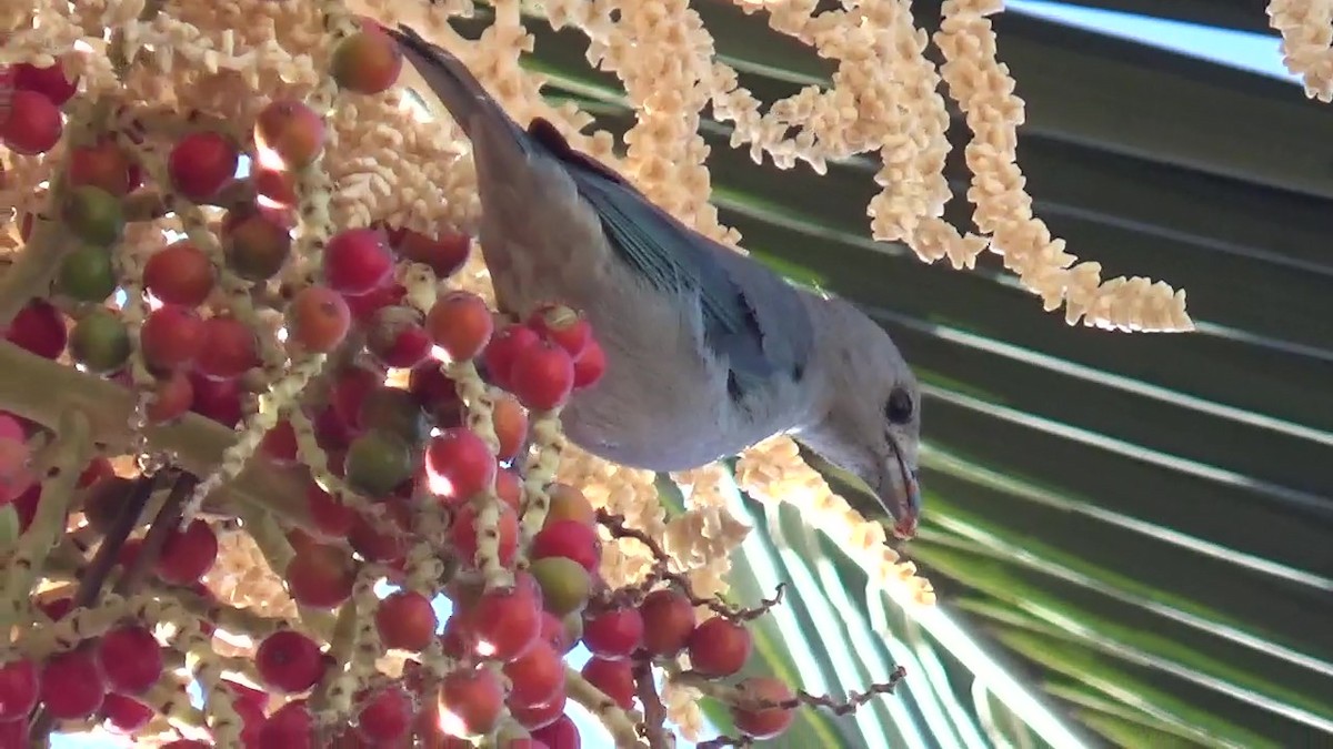 Sayaca Tanager - ML581803981