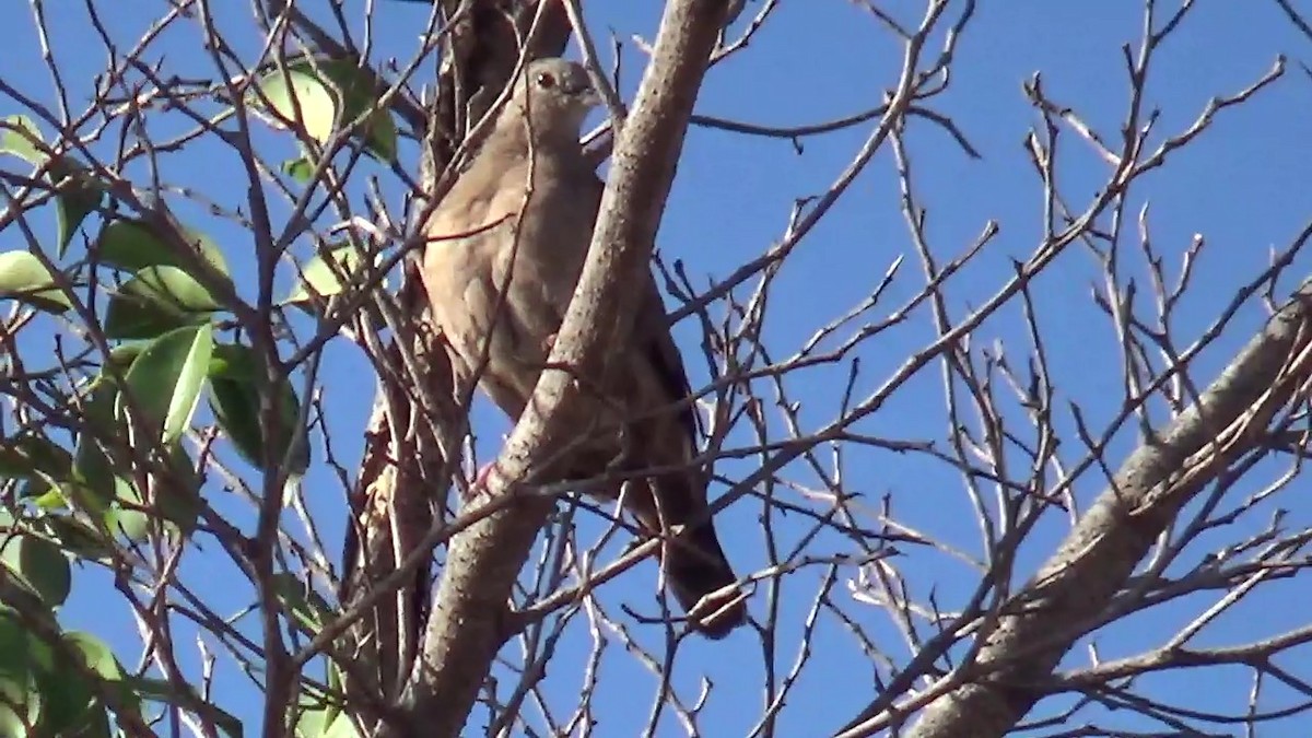 Ruddy Ground Dove - ML581804051