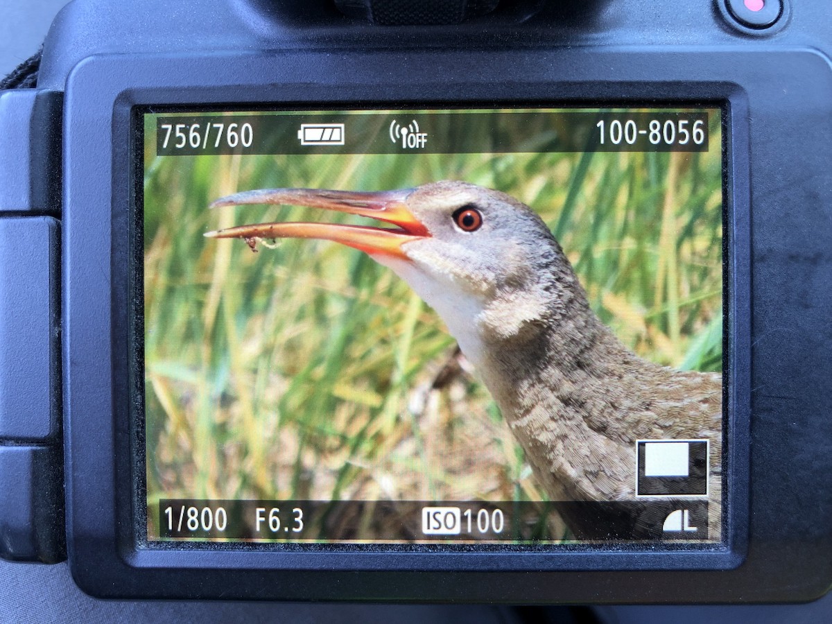 Clapper Rail - ML581805551