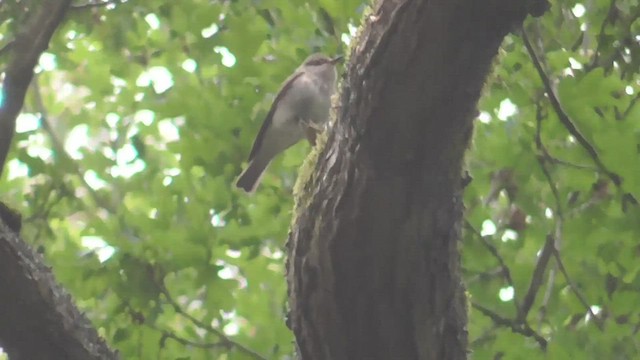 Spotted Flycatcher - ML581805861