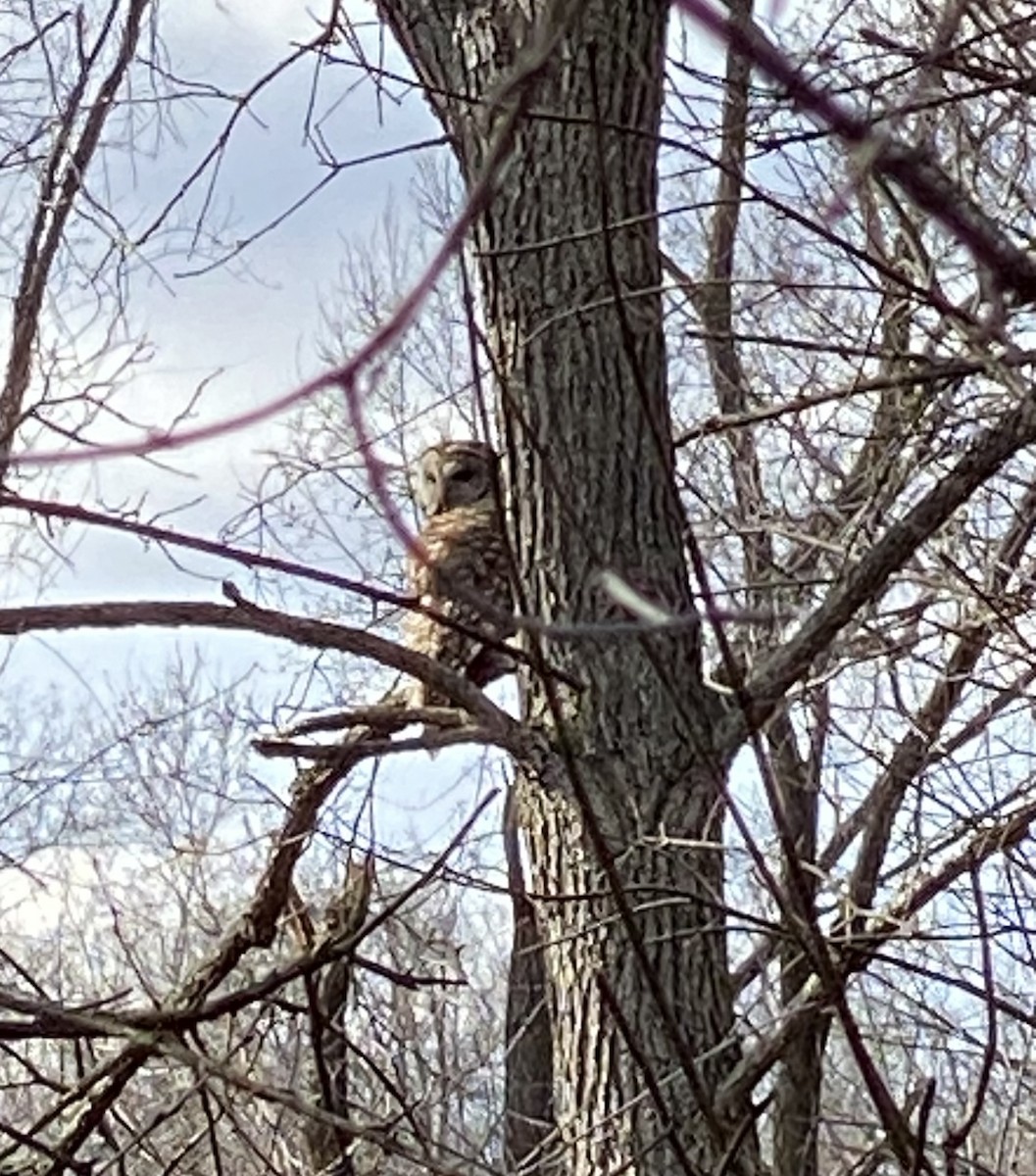 Barred Owl - Deaver Armstrong