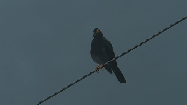 Yellow-legged Thrush - ML581806551