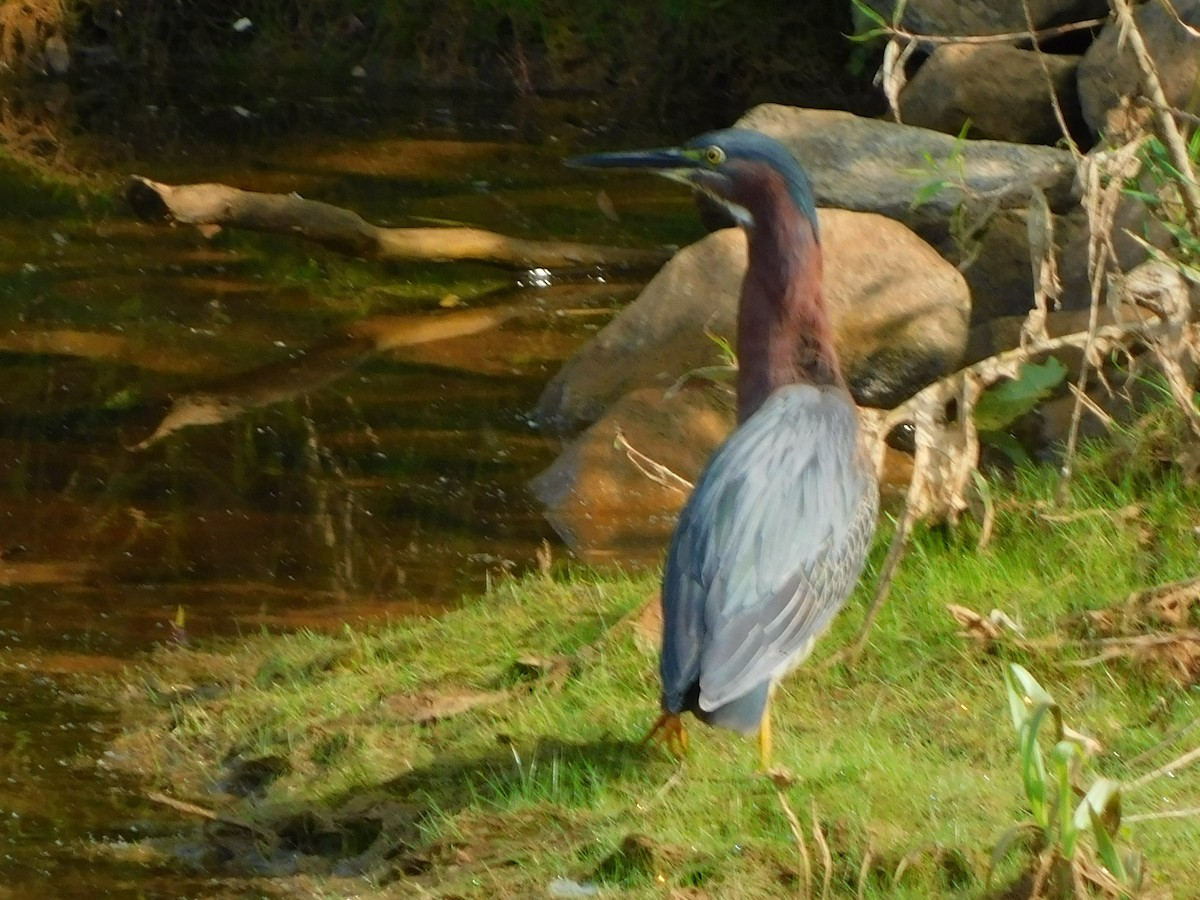 Green Heron - Randi Williams