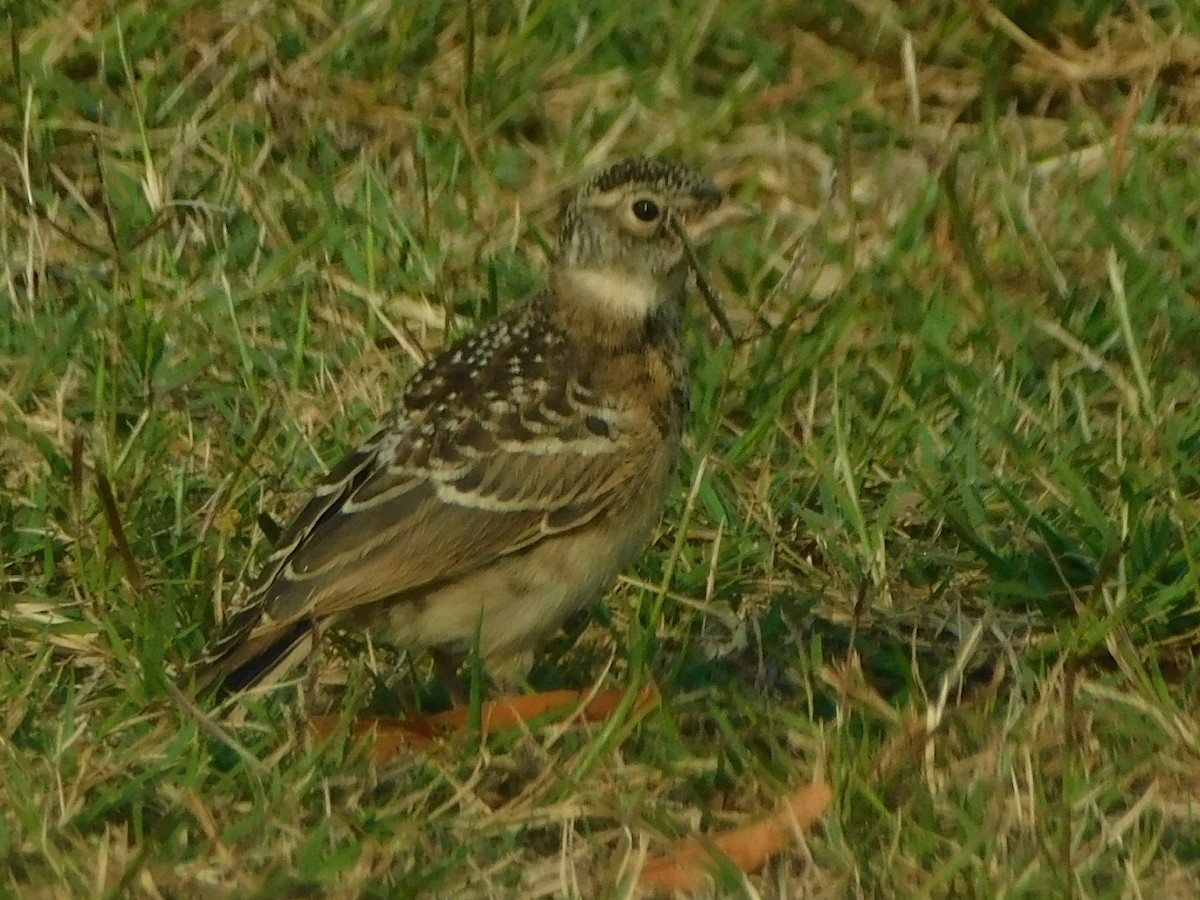 Horned Lark - ML581807821