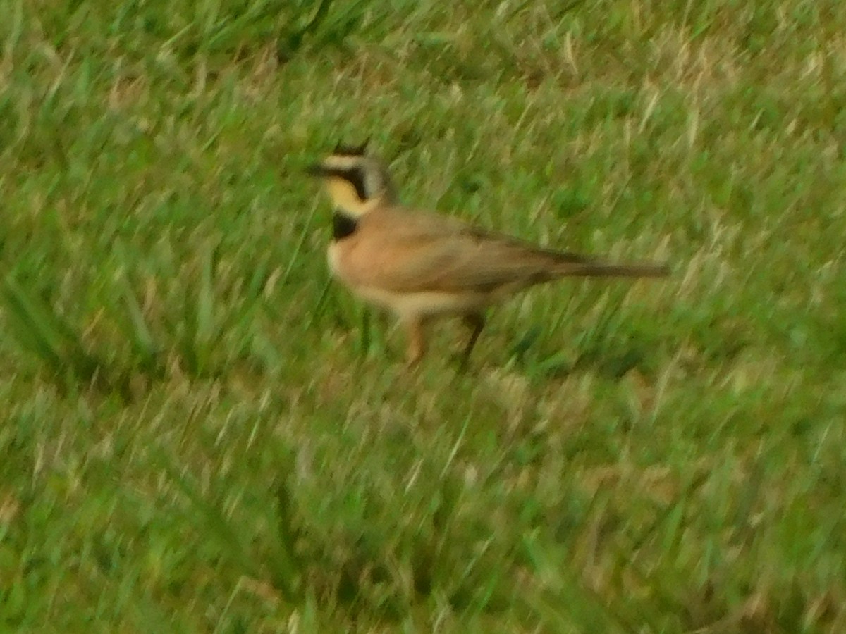 Horned Lark - ML581807921