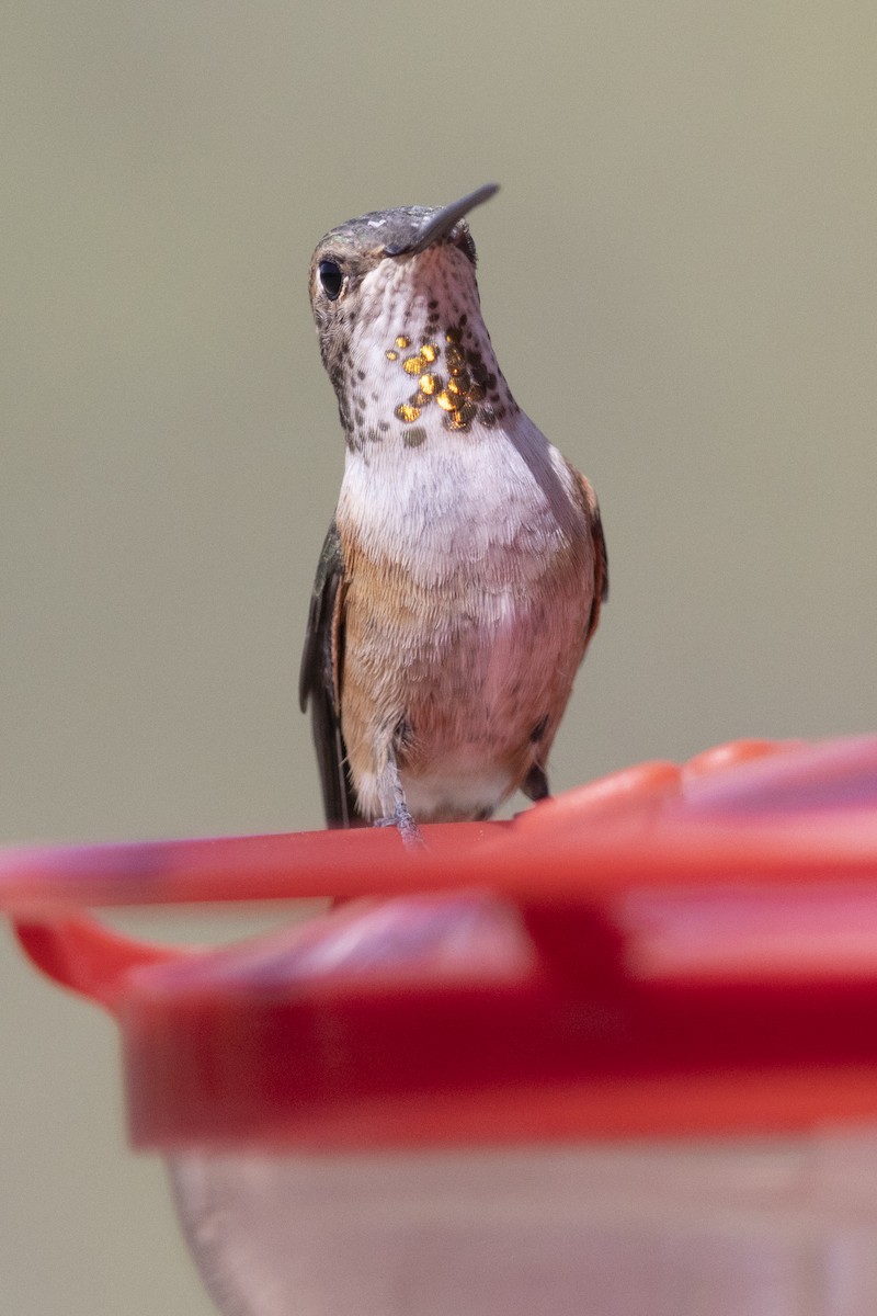 Rufous/Allen's Hummingbird - ML581810401
