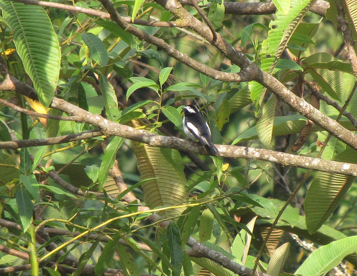 Little Pied Flycatcher - ML581811571