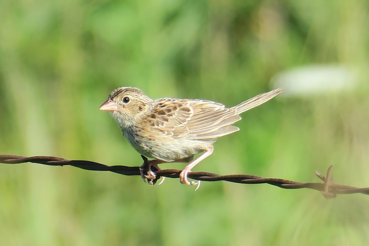 Grasshopper Sparrow - ML581814361