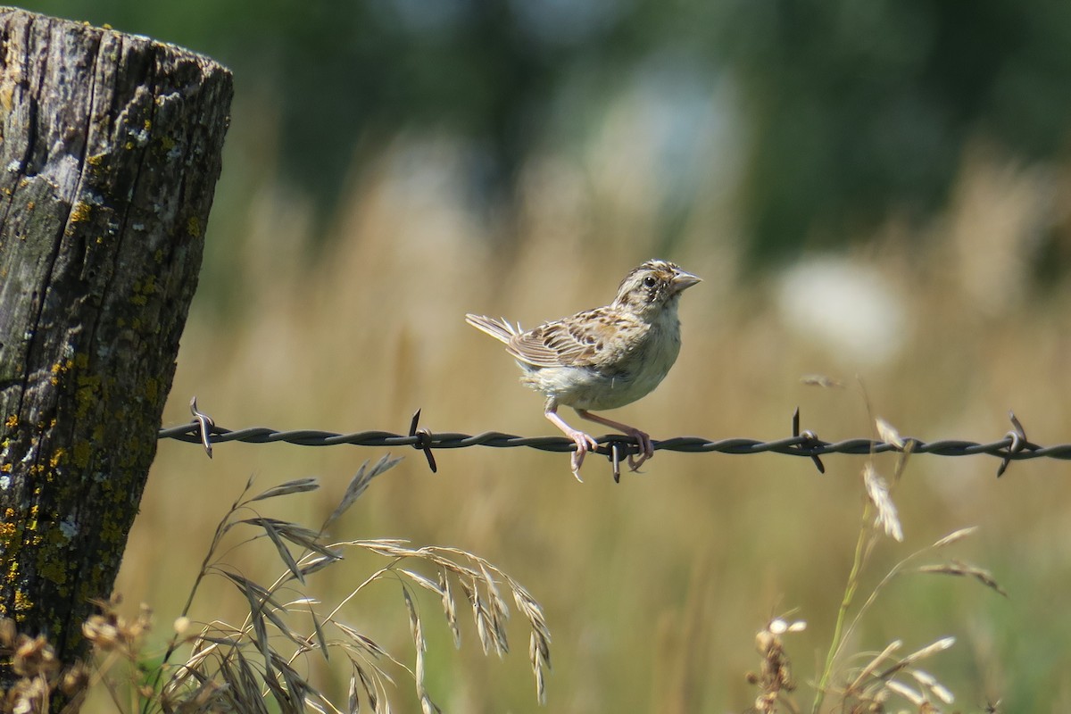 Grasshopper Sparrow - ML581814381