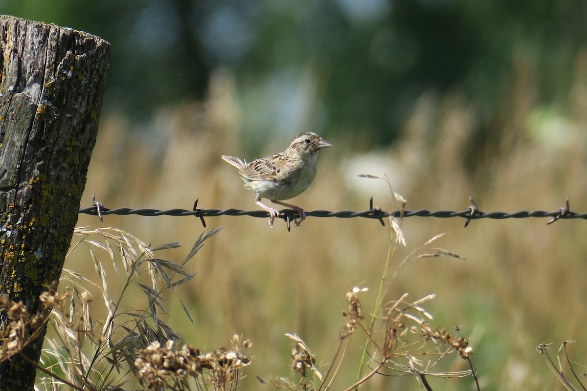 Grasshopper Sparrow - ML581814391