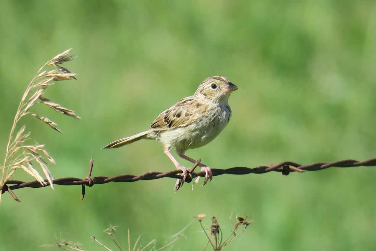 Grasshopper Sparrow - ML581814401