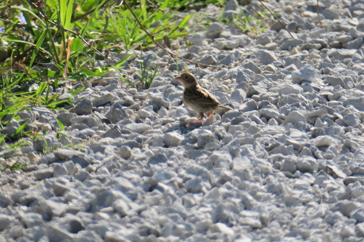 Grasshopper Sparrow - ML581814431