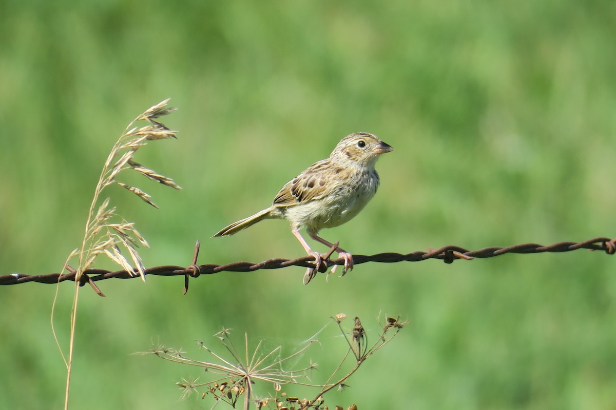 Grasshopper Sparrow - ML581814441
