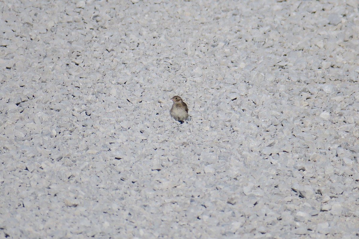 Grasshopper Sparrow - ML581814451