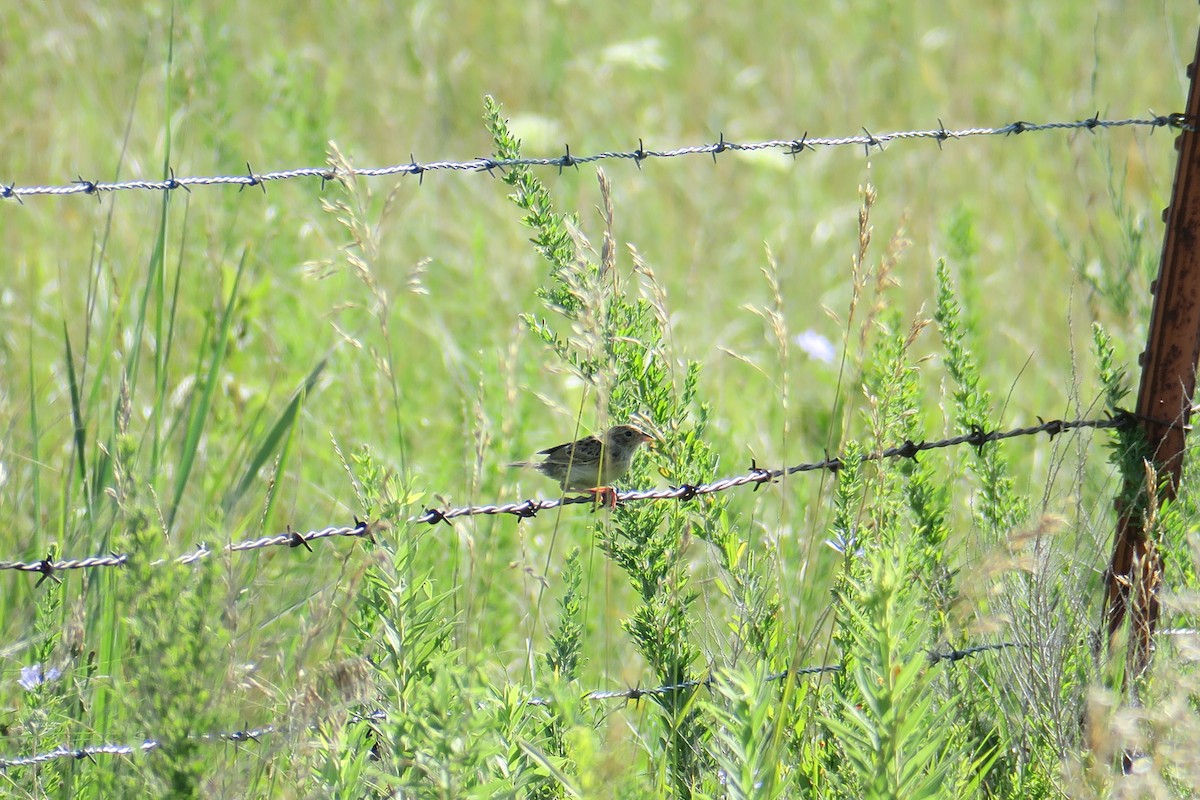 Grasshopper Sparrow - ML581814471
