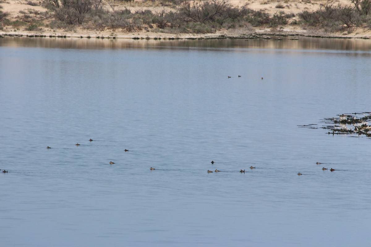 Ruddy Duck - ML581814981