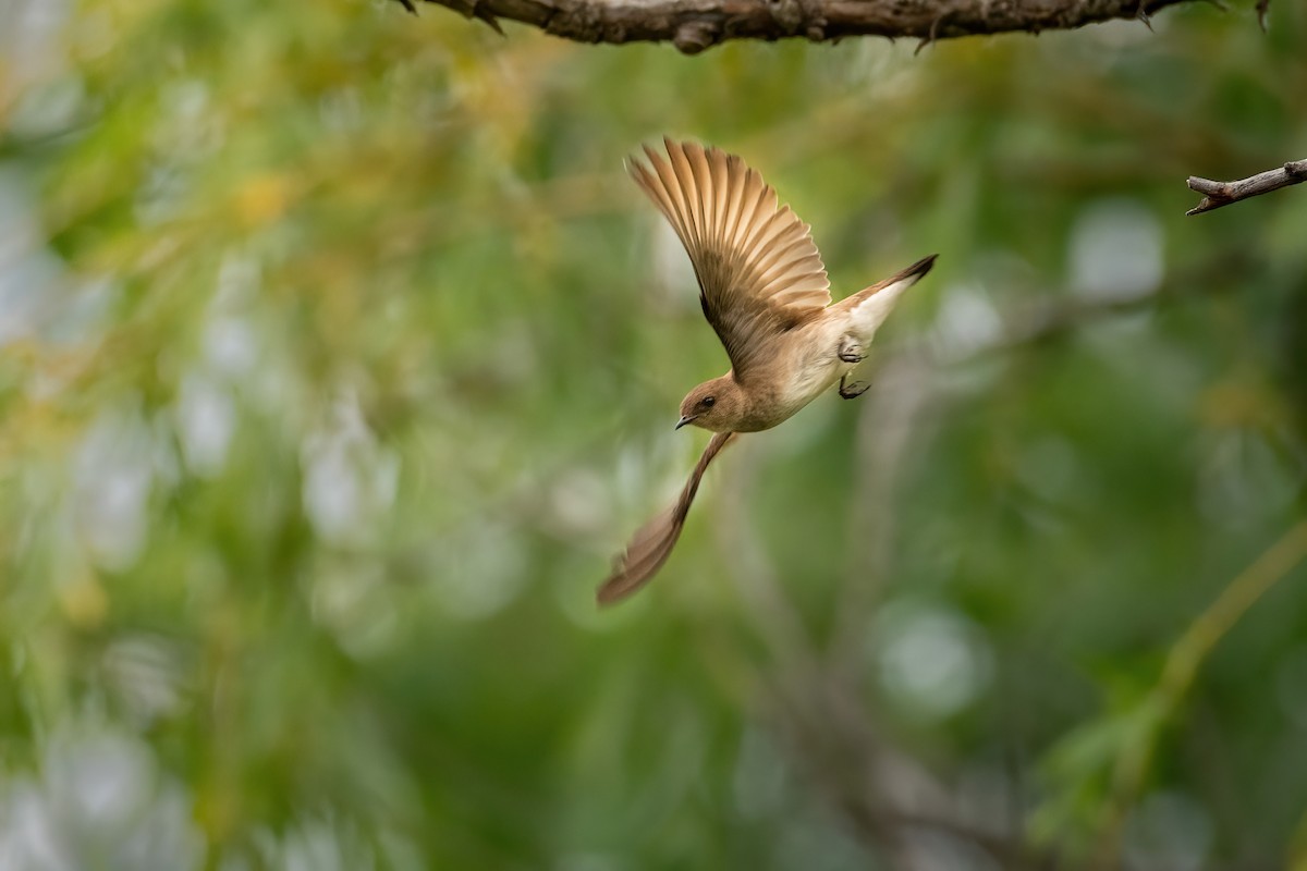 Hirondelle à ailes hérissées - ML581815301