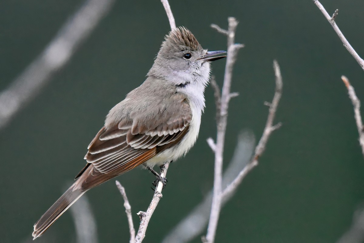 Ash-throated Flycatcher - ML581815351