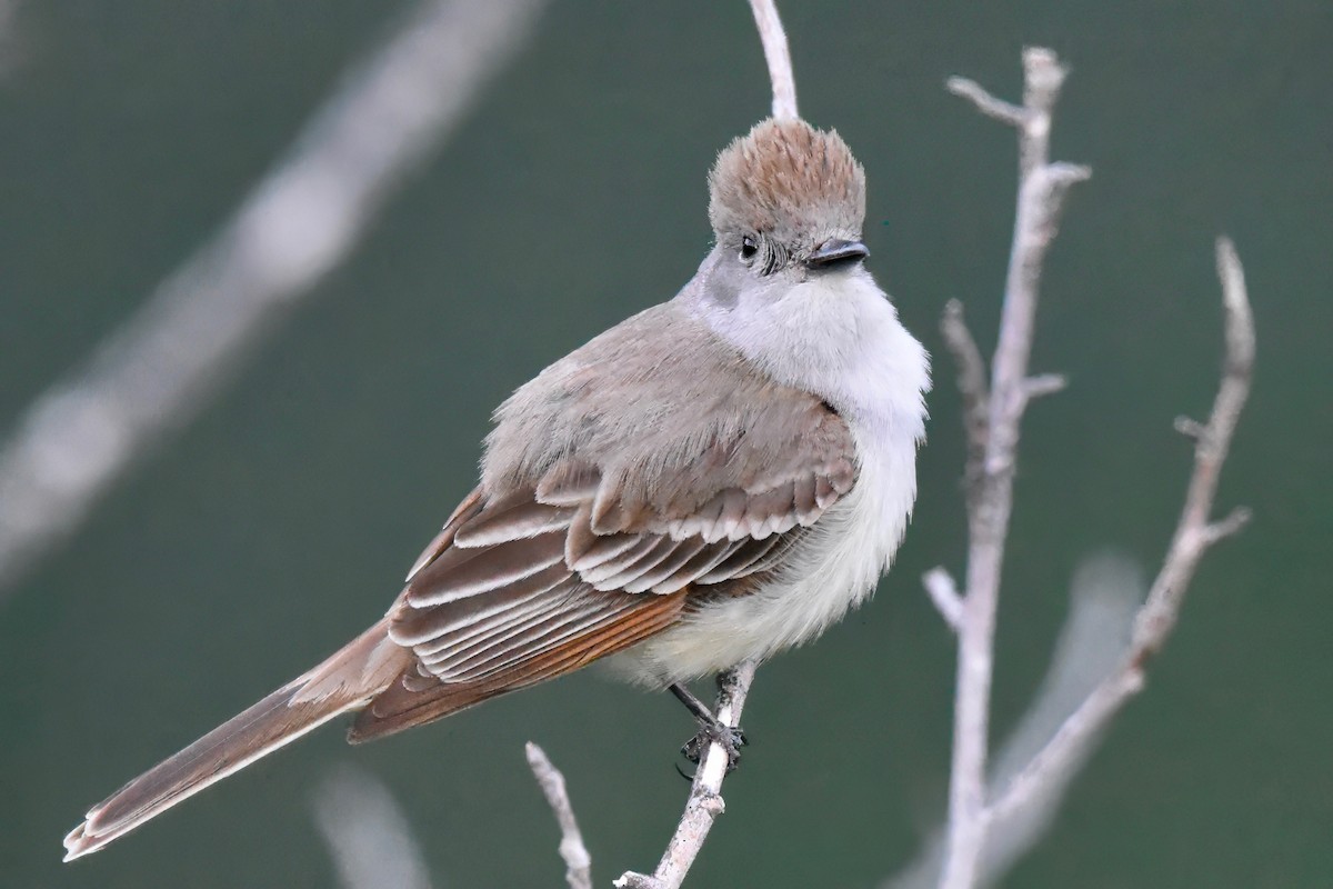 Ash-throated Flycatcher - ML581815361