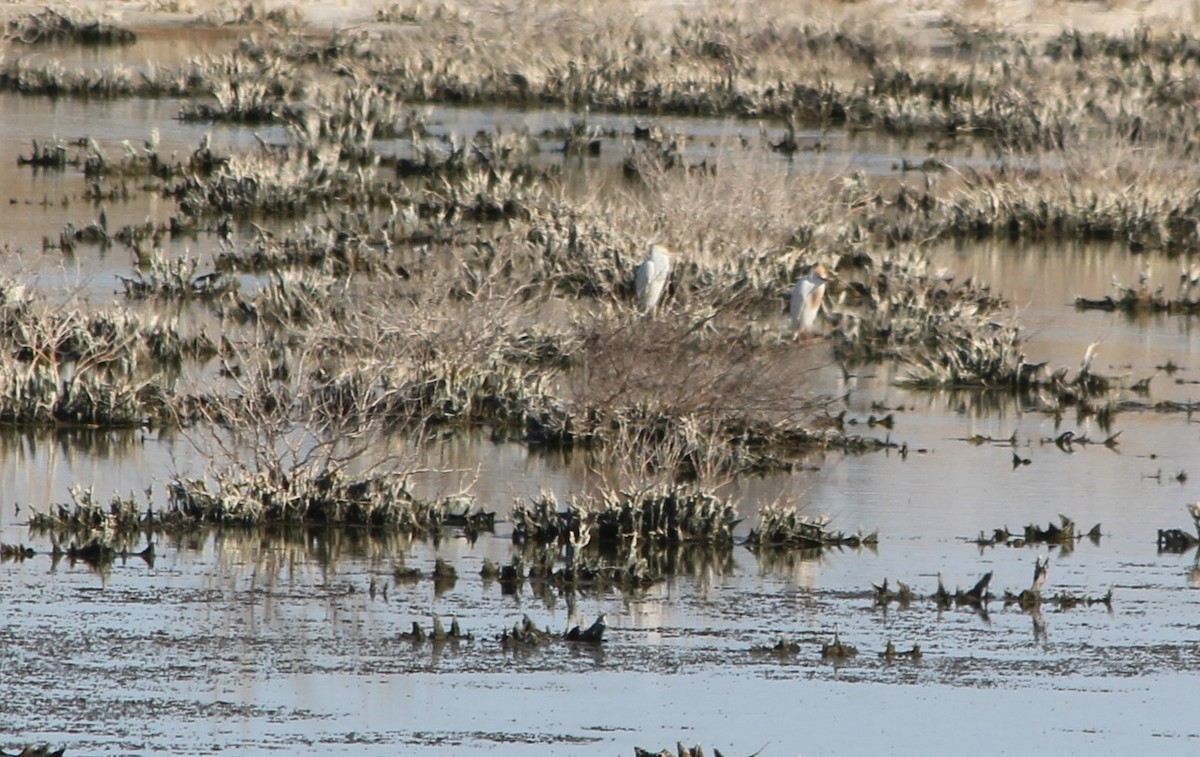 Western Cattle Egret - ML581815441