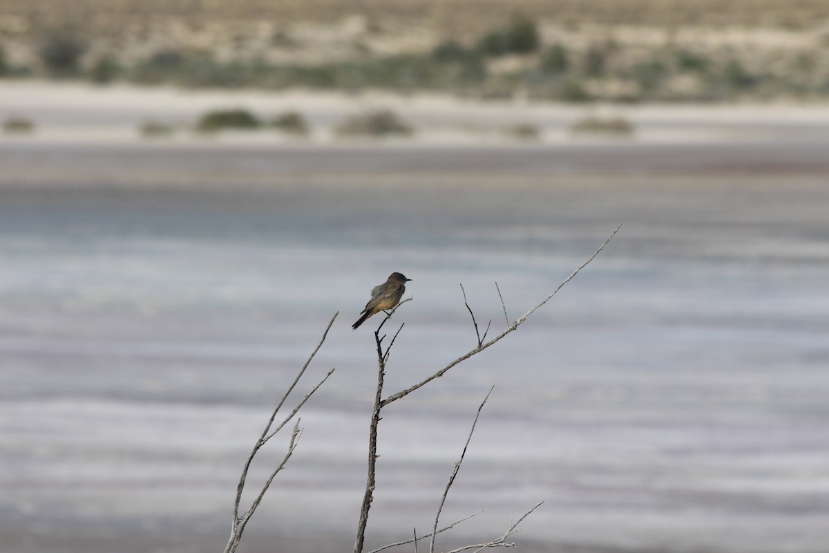 Mosquero Llanero - ML581815501