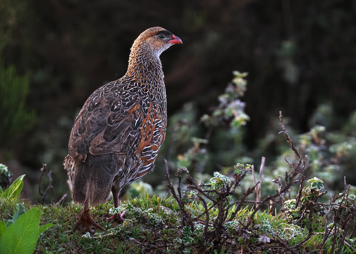 Chestnut-naped Spurfowl (Northern) - ML581815831