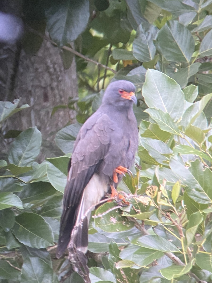 Snail Kite - ML581816321