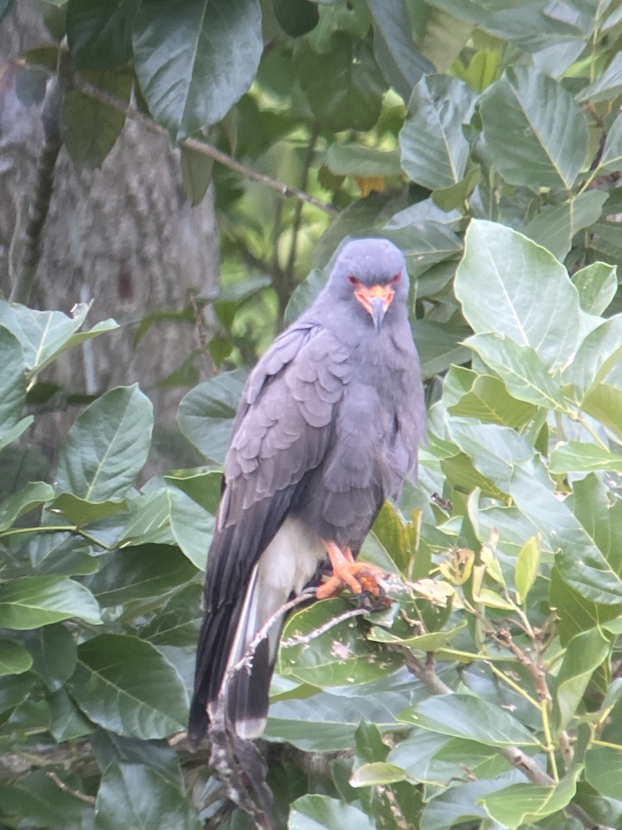 Snail Kite - ML581816331