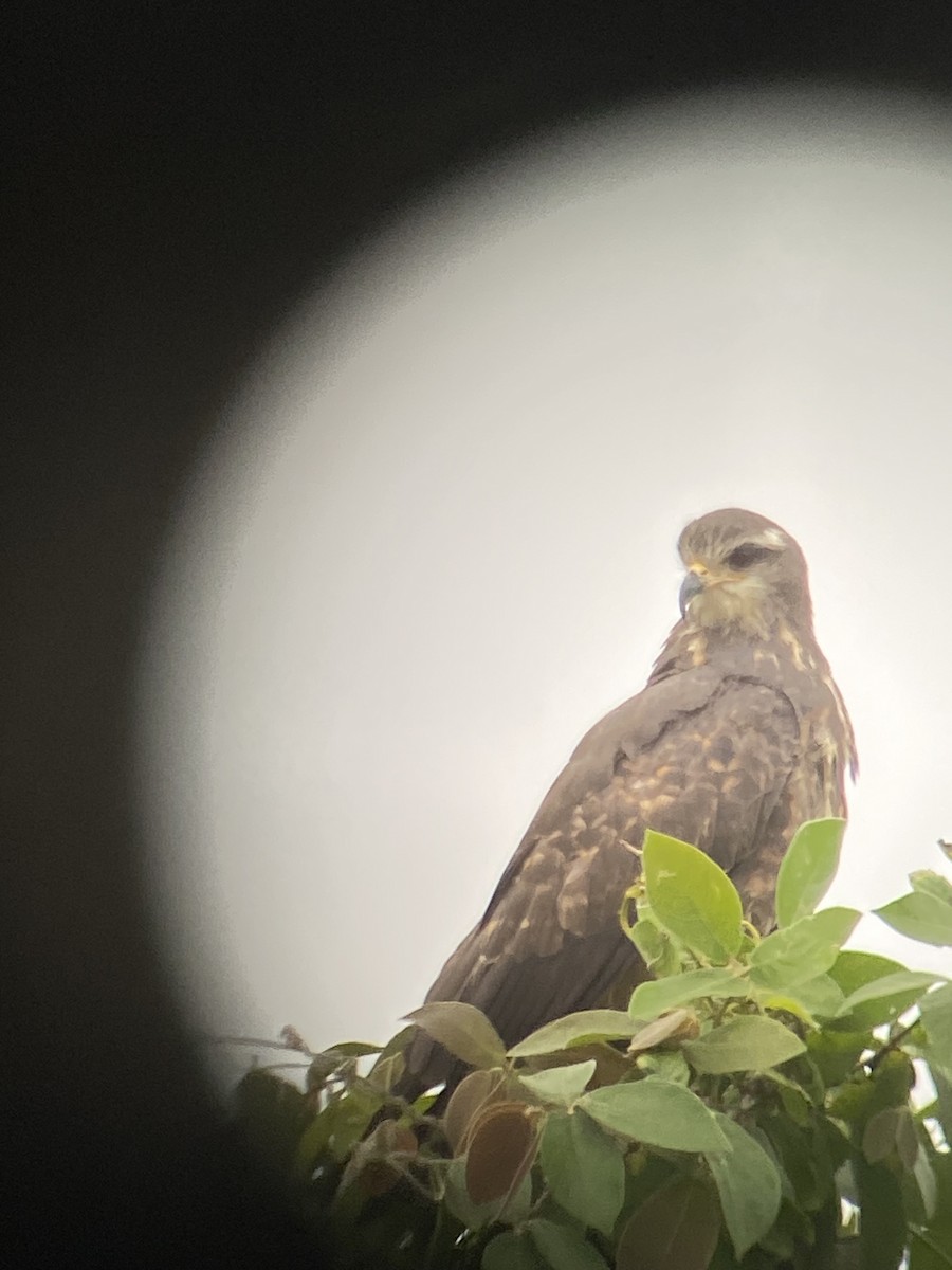 Snail Kite - ML581816741