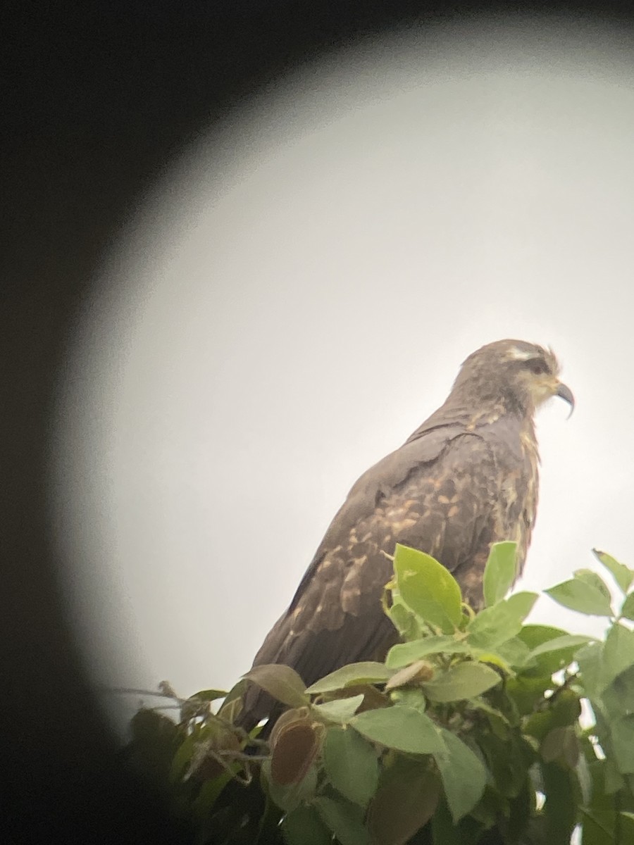 Snail Kite - ML581816751