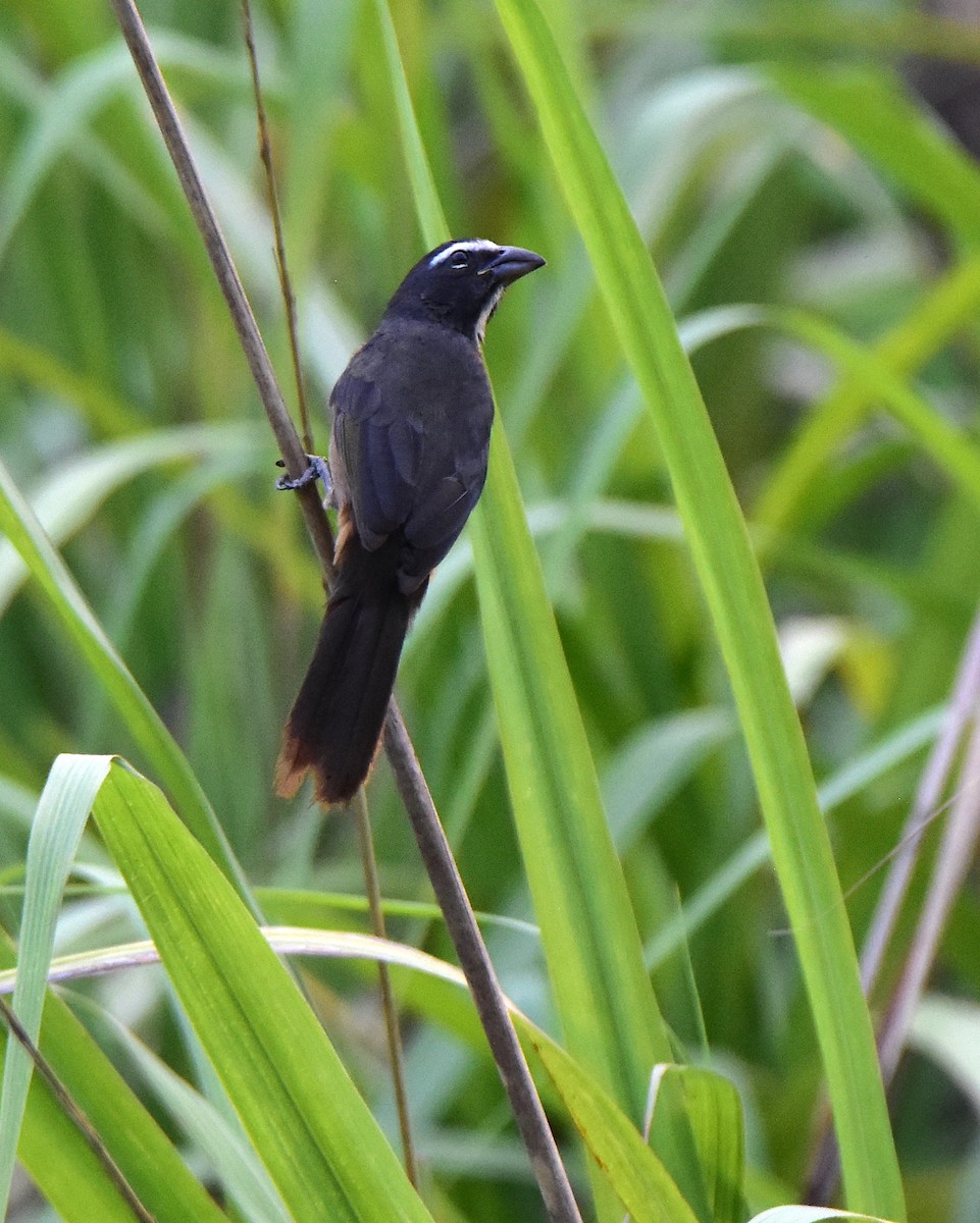 Cinnamon-bellied Saltator - ML581817001