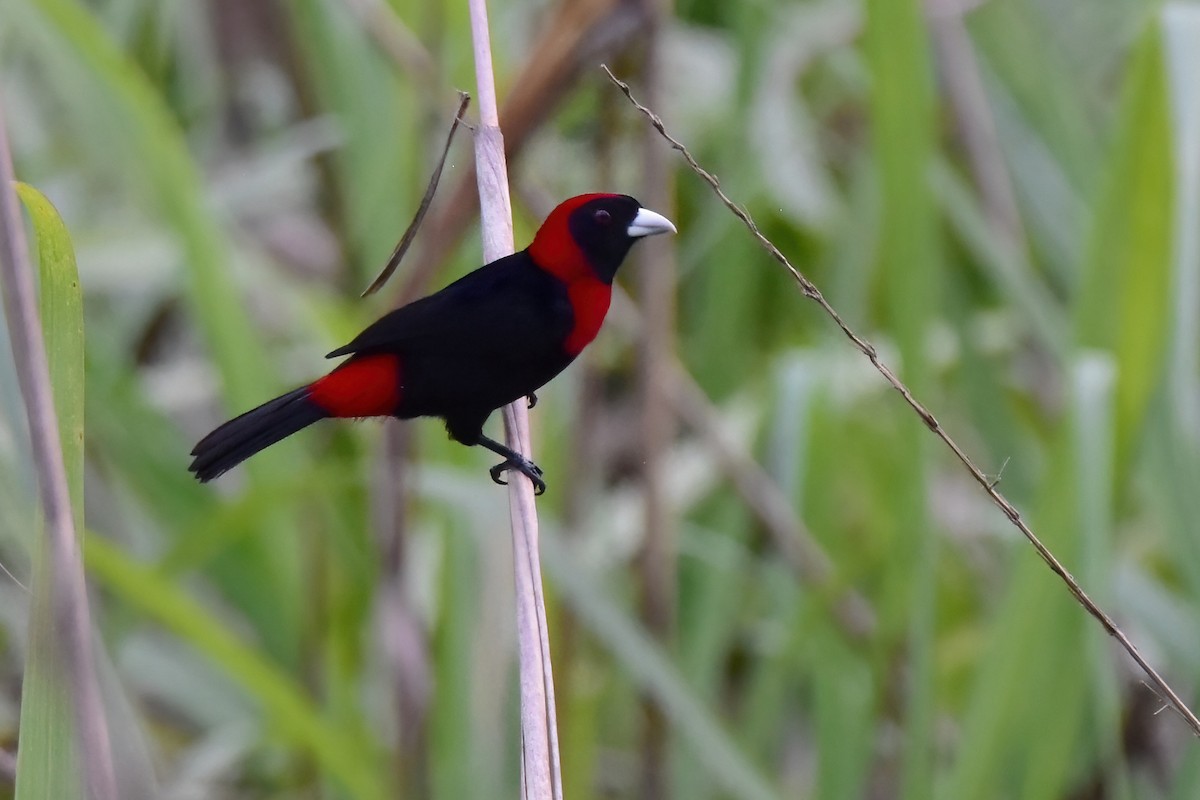 Crimson-collared Tanager - ML581817031