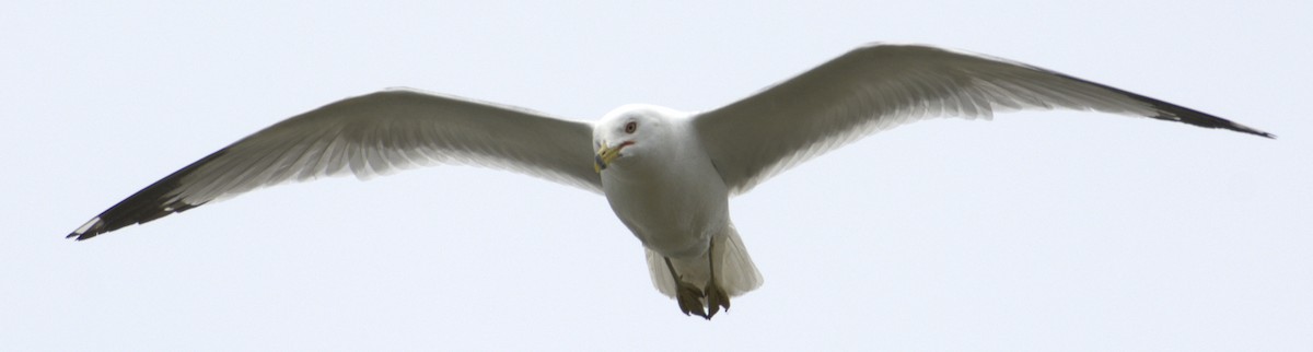 Ring-billed Gull - ML581817281