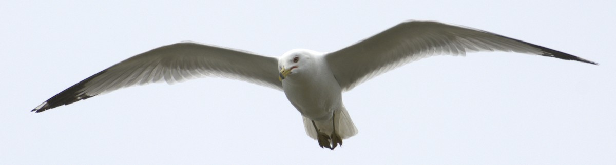 Ring-billed Gull - Beau Cotter