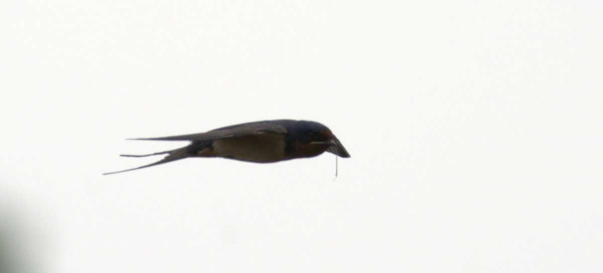 Barn Swallow - ML581817461