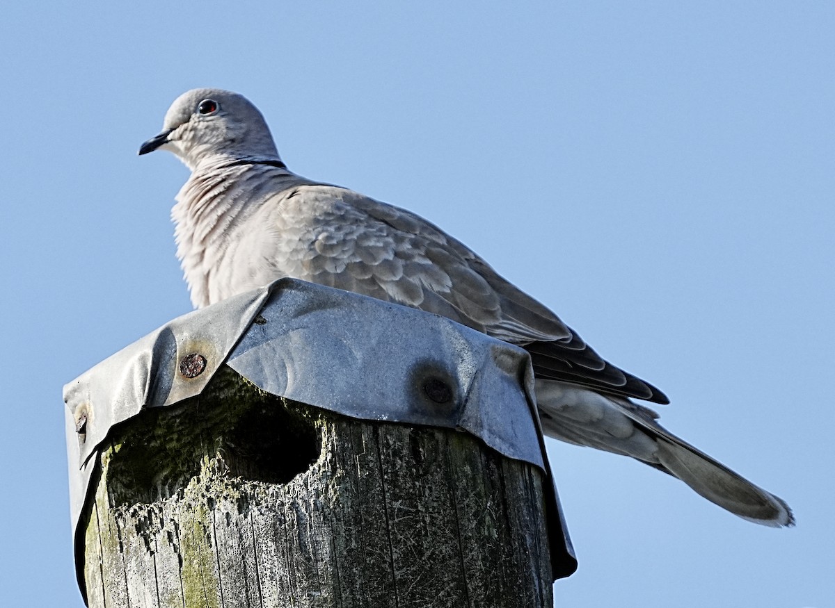 Eurasian Collared-Dove - ML581818901