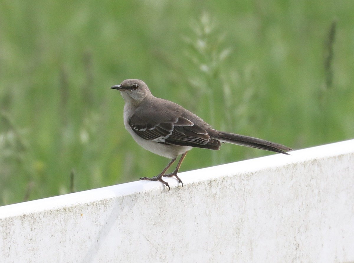 Northern Mockingbird - ML581819471