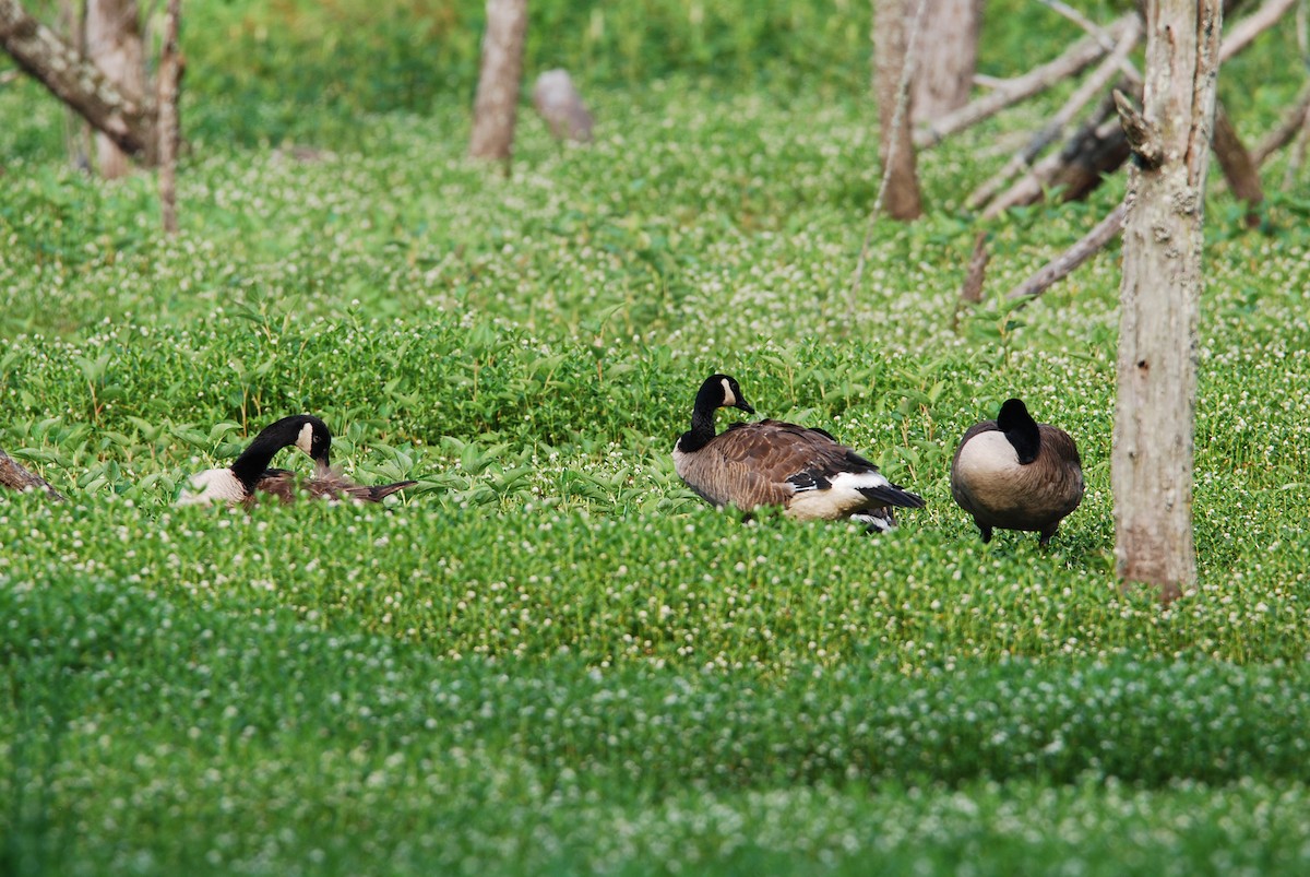 Canada Goose - ML581819791