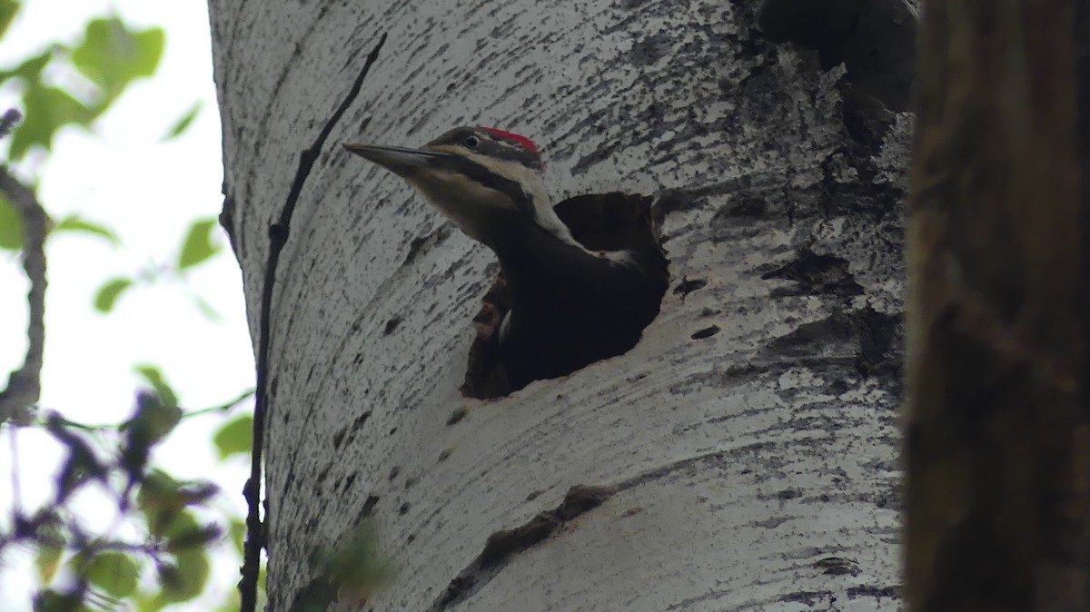 Pileated Woodpecker - ML581820351