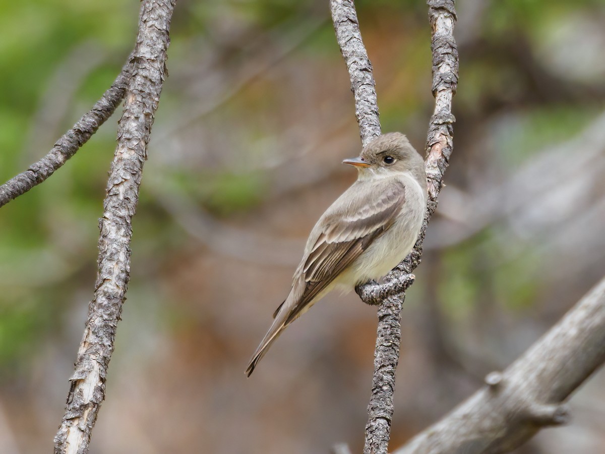 Western Wood-Pewee - ML581821751